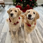 Benjamin & Coco - @benji__and__coco - Instagram