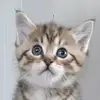 ........ - @benjamin_crampton - TikTok