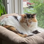 Benjamin crane - @munchkinmeowcat - Instagram