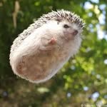Benjamin Crane - @hedgehogs56 - Instagram