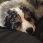 Benji - @crowell.benjamin - Instagram