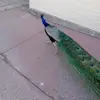 benjaminCuevas - @user912825126 - TikTok
