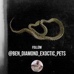 Benjamin Diamond - @ben_diamond_exoctic_pets - Instagram