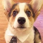 Benjamin Duvall - @corgilover688 - Instagram