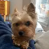 benjamin_earl_the_yorkie - @benjamin_earl_the_yorkie - TikTok