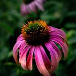 Benjamin Easter - @floral_agenda - Instagram