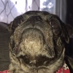 benjamin ebel - @brody_the_crazy_pug - Instagram