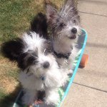 Benjamin&Einstein TeacupMorkie - @benjaminandeinstein - Instagram