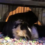 PiggyBabies - @einsteinandbenjamin - Instagram