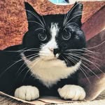 Benjamin Eisenhower III, Catto - @benjamineisenhowerthecat - Instagram