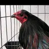 Benjamin Esparza - @benjaminrodriguezesparza - TikTok