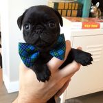 Benjamin Ethridge-Nance - @_bennyandthepets - Instagram
