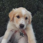 finnigan benjamin eubanks - @thelifeof.finn - Instagram