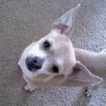 bradley benjamin farmer jr - @bradleythechihuahua1 - Instagram