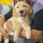 Benjamin da Favela - @benjamin_golden_retriever - Instagram