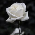 Benjamin Fitzpatrick - @benjamin.fitzpatrick.357 - Instagram