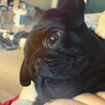 Benny Fly - @benjamin_fly_pug - Instagram