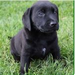 Memphis Benjamin Freese - @memphisthelab18 - Instagram