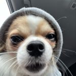 Benjamin Fuller - @benjithetravelingdog - Instagram