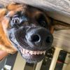 Benjamin Gant - @to.say.the.leashed - TikTok