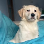Benjamin - @benjamin_gold_retriever - Instagram