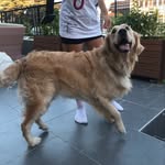 Benjamin 🐶 - @benjamin.golden2020 - Instagram