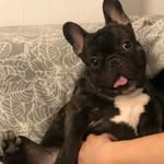 BULLGOD aka Benjami - @benjamin_the_gratest - Instagram