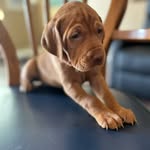 Benjamin Greatorex - @izabella_vizslas - Instagram