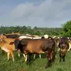 Benjamin Guerra - @benjamin.guerra77 - TikTok