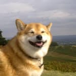 Benjamin Guerrero - @corgi_sploot_nation - Instagram