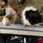 Benjamin Guth - @benjaminguth28 - Instagram