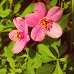 gurkenbürger - @benjamin.haak - Instagram
