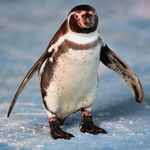 Benjamin Häger - @snoopy.xy - Instagram