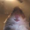 Benjamin - @benjaminhamter - TikTok