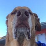 Benjamin Hannah - @bennythegoodestboy - Instagram