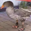 Ben Harland - @ben.harland6 - TikTok