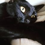 Cats Havena e Benjamin - @catshavenaebenjamin_ - Instagram