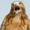 TotallyHawkward - @hawkbenjamin - TikTok