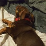 benjamin bon jovi hazel - @benjaminbonjovi - Instagram