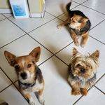 Benjamin, Hazel & Tiger - @benhazeandty - Instagram