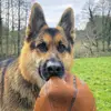 Benjamin.Herd - @benjamin.herd - TikTok