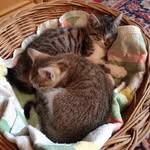 Benjamin Hirsch - @max_mimi.cat - Instagram