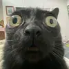 Benjamin Hirsch - @benjaminhirsch_7070 - TikTok