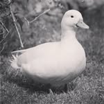 Benjamin Holmgren - @nebnergmloh - Instagram