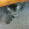 Benjamin_Howe_Cat - @benjamin_howe_cat - TikTok