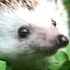 benjaminhulme792 - @benjaminhulme792 - TikTok
