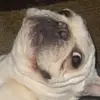 benjaminjacobo72 - @benjamin.jacobo93 - TikTok