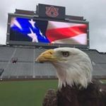 Benjamin Jeffcoat - @benjaminjeffcoat - Instagram