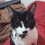Benjamin 😸 - @benjaminjunges - Instagram