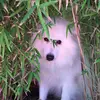 Benjamin Kao - @benjamin.kao3 - TikTok